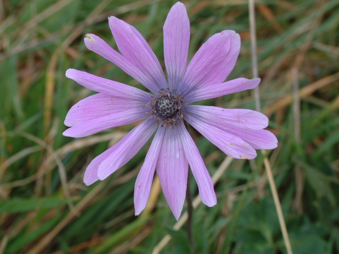 Anemone apennina e Anemone hortensis